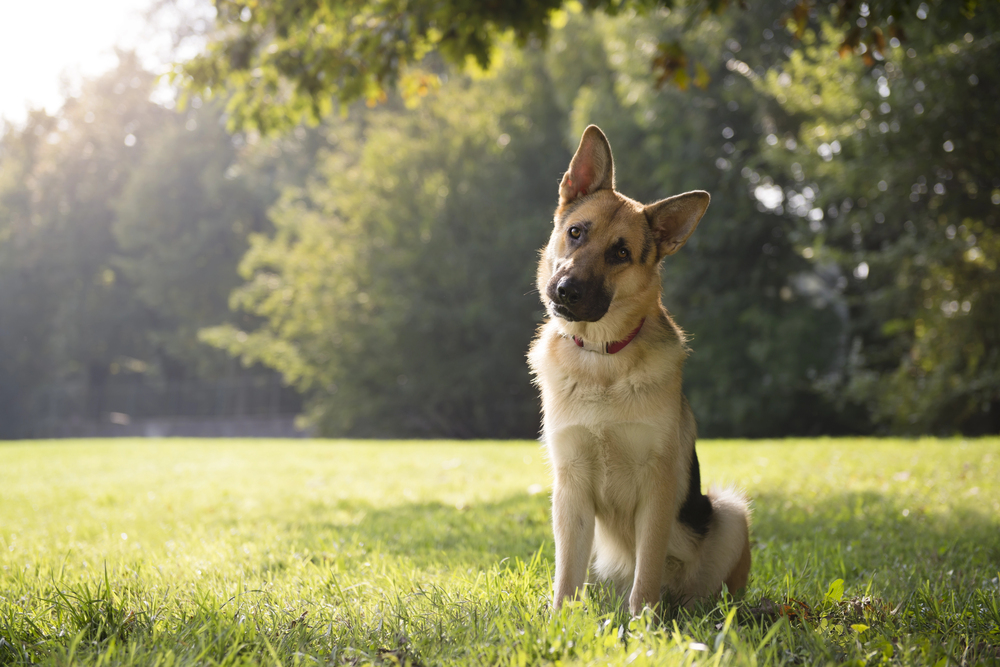 dog park in Hamilton